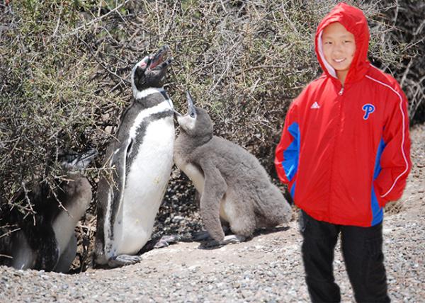 01-01-13_ Magallenic Penguins-30001.jpg