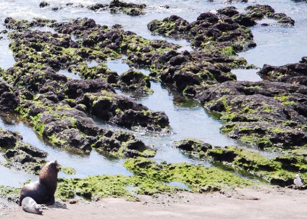 01-01-13_ Lobera Punta Norte-50001.JPG