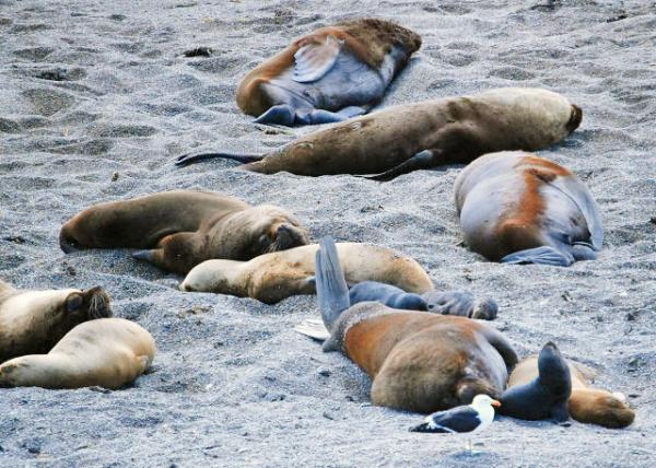 01-01-13_ South American Sea Lions & Elephant Seals Ϻʨ󺣱-30001.JPG