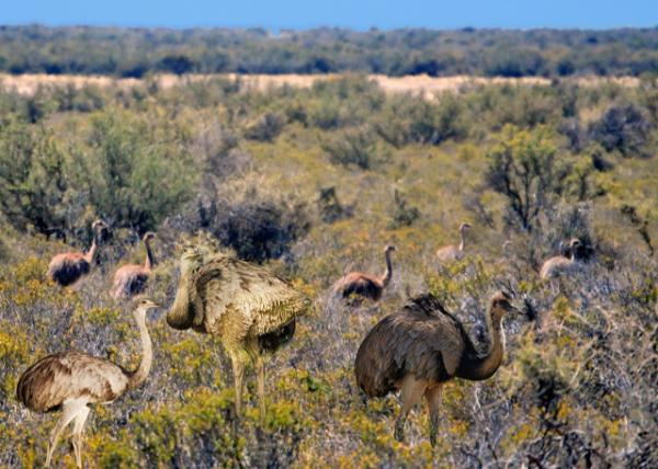 01-01-13_ Rheas 0001.JPG