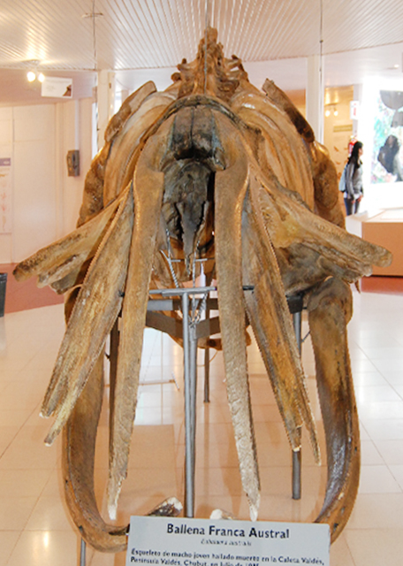 01-01-13_ Ballena Franca Austral.jpg