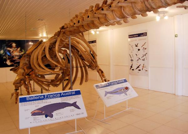 01-01-13_ Ballena Franca Austral-20001.jpg