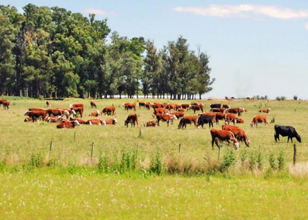 01-03-13_ Scrubby Woodland ľ_ Uruguay0001.JPG