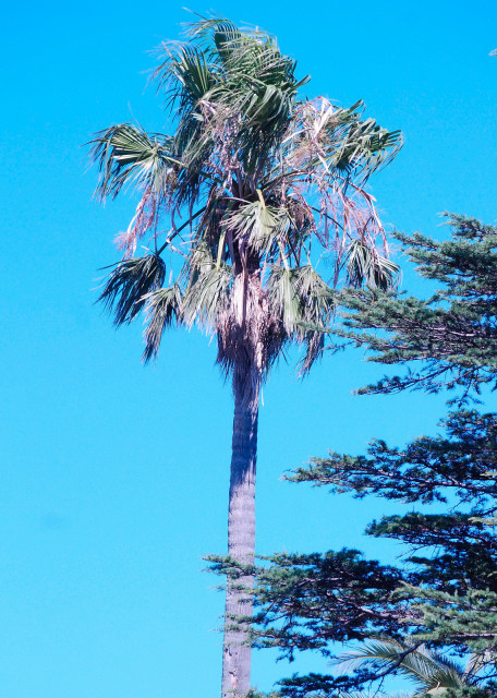 01-03-13_ Native Palm Tree0001.JPG