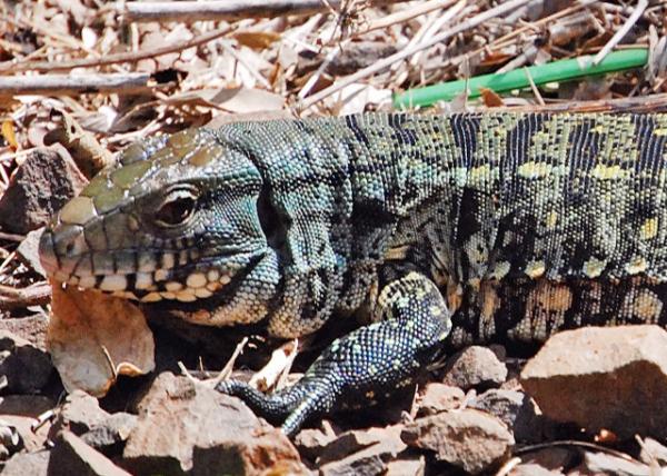 01-06-13_ A tegu can drop a section of its tail as a distraction if attacked ܹʱҽصβԷɢʳע-20001.JPG