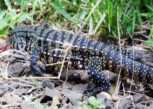 01-06-13_ Argentine Giant Tegu ͢-10001.JPG