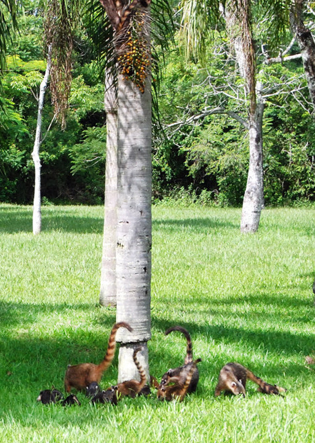 01-06-13_ Coatis-10001.JPG