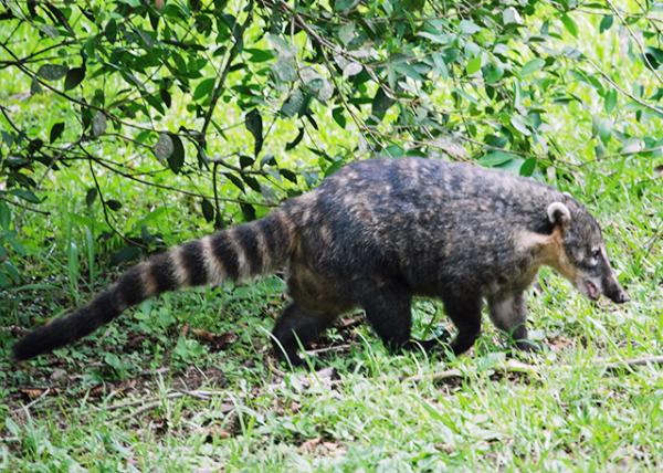 01-06-13_ Coatimundi -10001.JPG