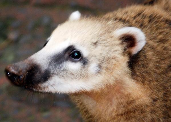 01-06-13_ Coatimundi-20001.JPG