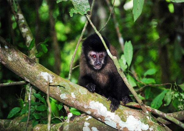01-06-13_ Capuchin Monkey0001.JPG