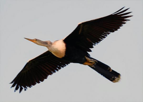 01-06-13_ Anhinga Long-Necked Snake Bird 0001.JPG