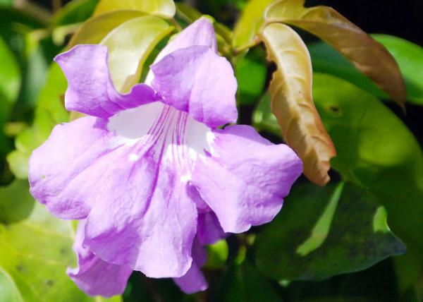 01-06-13_ Bell Flower 0001.JPG