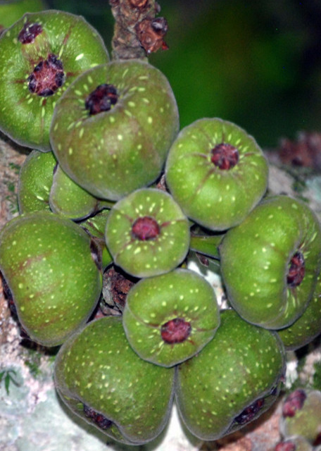 01-06-13_ Figs0001.JPG