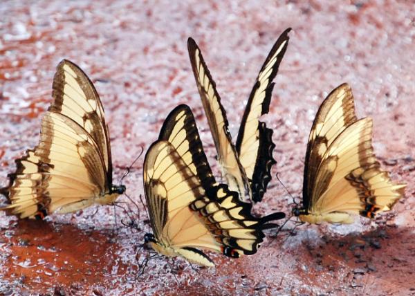 01-06-13_  Broad-banded Swallowtail β0001.JPG