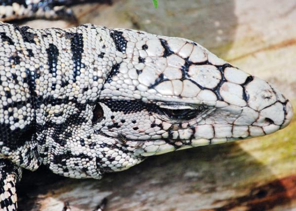 01-07-13_ Animal_Banded Iguana -10001.JPG