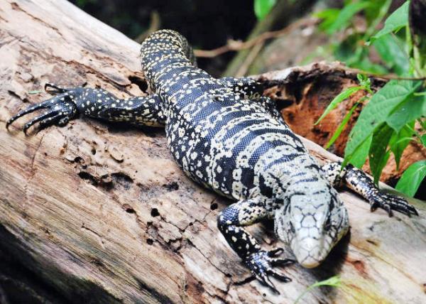 01-07-13_ Animal_Banded Iguana-20001.JPG
