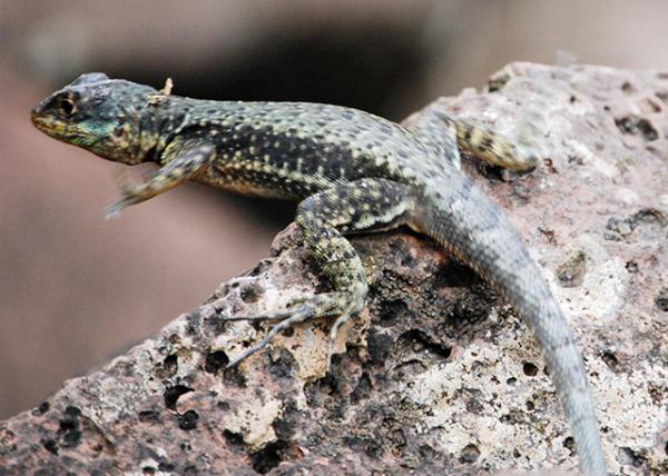 01-07-13_ Animal_Lizard -30001.JPG