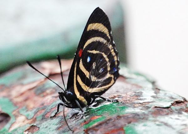 01-07-13_ Animal_Butterfly_Callicore hesperis ͼ̵ -10001.JPG