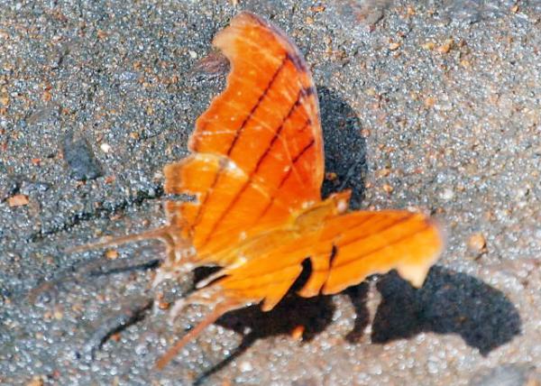 01-07-13_ Animal_Butterfly_Julia Heliconian -20001.JPG