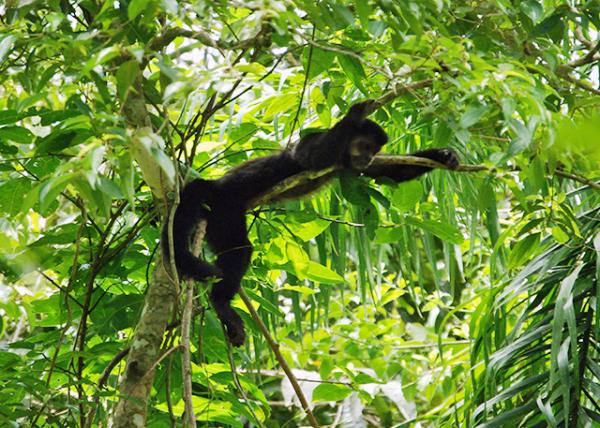 01-07-13_ Animal_Capuchin Monkey β0001.JPG