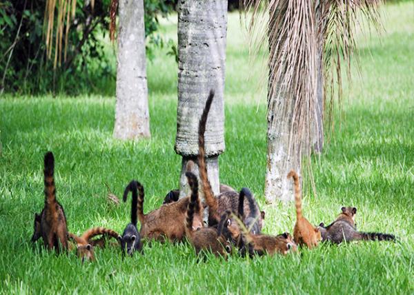 01-07-13_ Animal_Coatis -20001.JPG