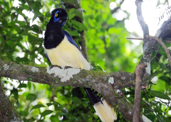 01-07-13_ Animal_Plush Crested Jay ޹ѻ-10001.JPG