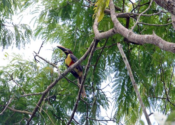 01-07-13_ Animal_Toucan -20001.JPG