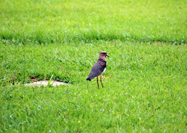 01-07-13_ Animal_Lapwing ͷ-20001.JPG