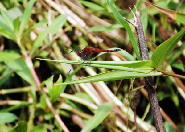01-07-13_ Animal_Red Dragonfly 0001.JPG