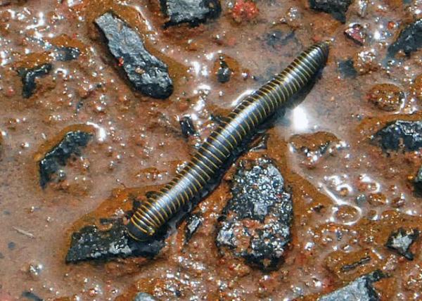 01-07-13_ Animal_Slug 0001.JPG