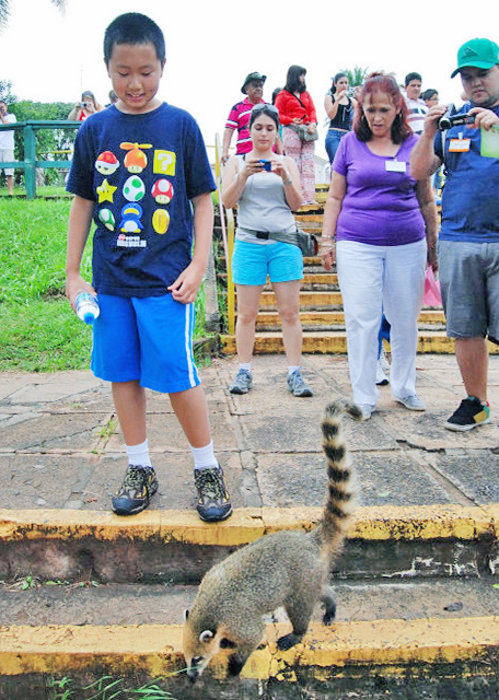 01-08-13_ Coati @ Iguazu NP Brazil չҹ԰0001.JPG