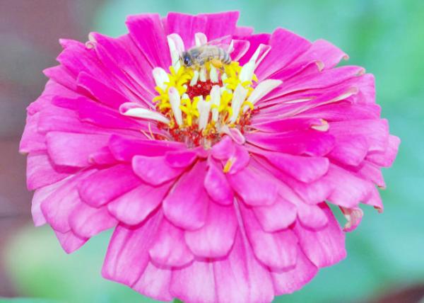 01-09-13_ Flower Gerbera Daisy ޾-10001.JPG