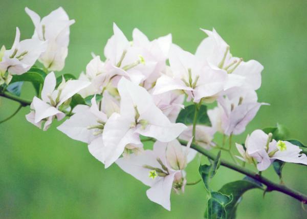 01-09-13_ Flower Bougainvillea ظ0001.JPG