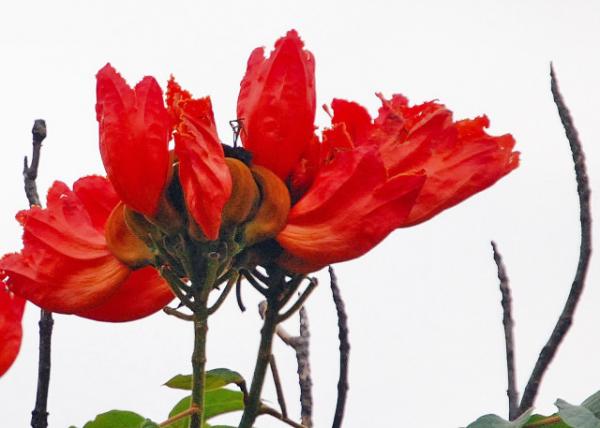 01-09-13_ Flower Flame Tree ľ0001.JPG