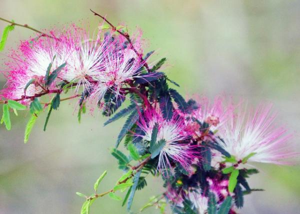 01-09-13_ Flower Pink Power Puff Calliandra ϻ0001.JPG