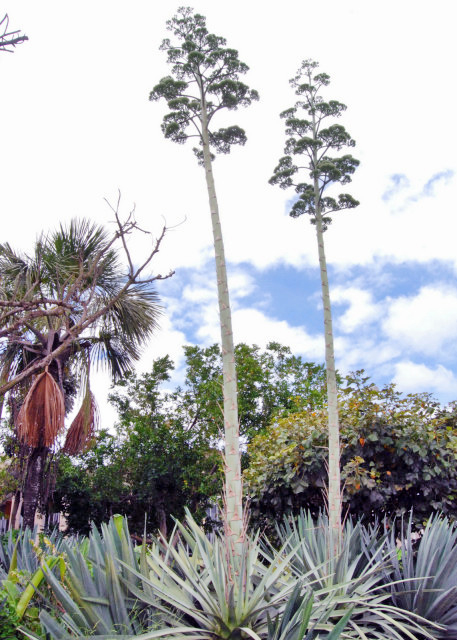 01-09-13_ Plant_Blue Agave ɫ0001.JPG