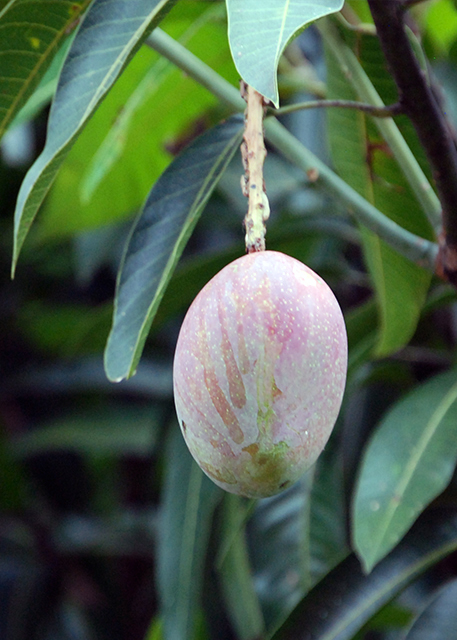 01-09-13_ Plant Haden Mango ǖx-10001.JPG