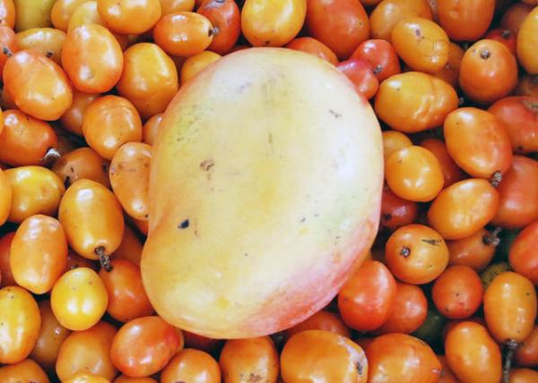 01-09-13_ Plant Tommy Atkins Mango over Passion Fruit סؽ˹0001.JPG