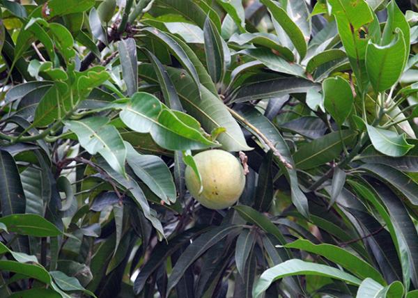 01-09-13_ Plant Honey Mango â-20001.JPG