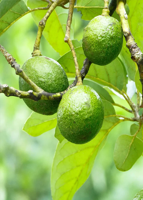 01-09-13_ Plant Avocado 0001.JPG