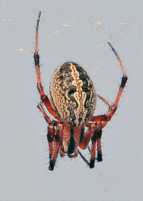 03-28-13_ Western Spotted Orbweaver.JPG
