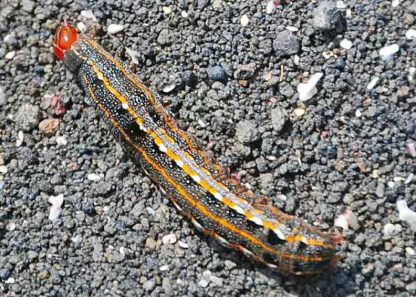 03-28-13_ Caterpillar.JPG