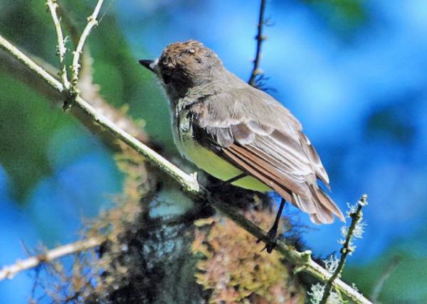 03-28-13_ Galapagos Flycatcher.JPG