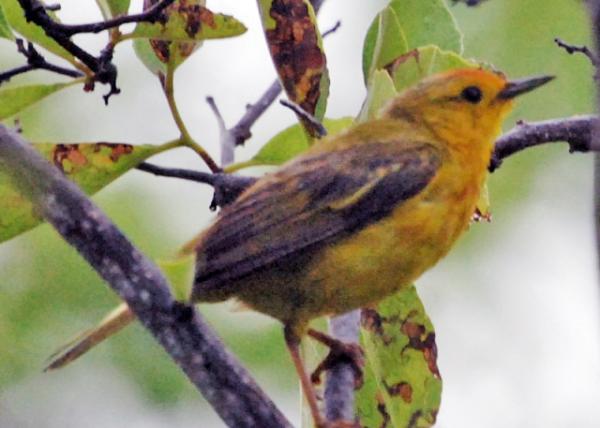 03-28-13_ Yellow Warbler.JPG