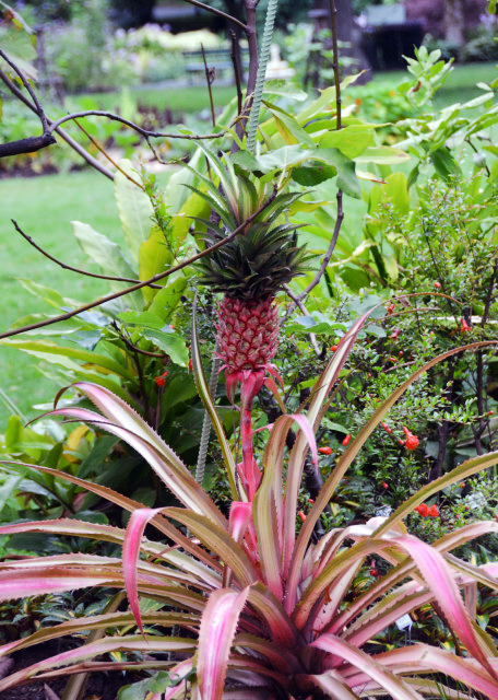 2023-08-16_Public Gardens_Pineapple0001.JPG
