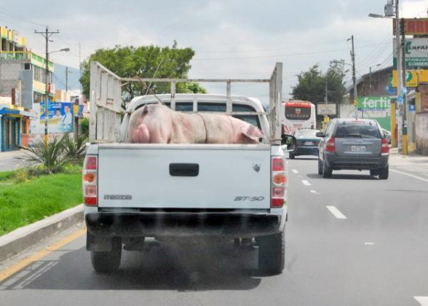 03-30-13_ Giant Pig 00010001.JPG