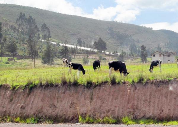 03-30-13_ Free-Range Cattle ţȺ00010001.JPG