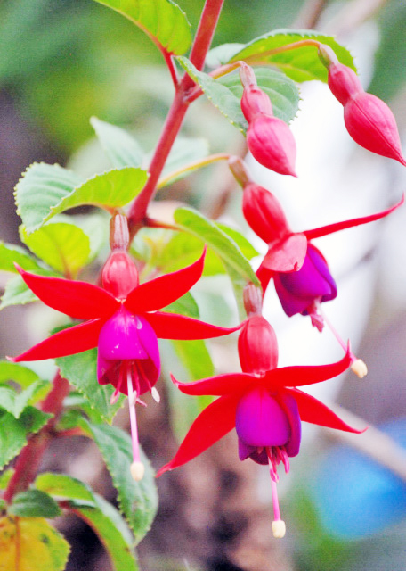 03-30-13_ Flowers_Fuchsia ҽ-100010001.JPG