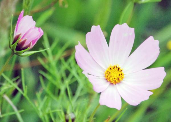03-30-13_ Flowers_Garden Cosmos ˹0001.JPG