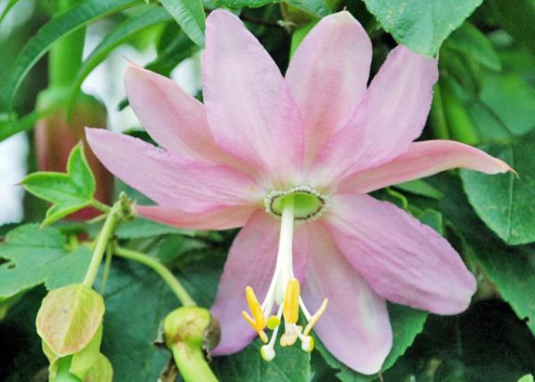 03-30-13_ Flowers_Columbine ©0001.JPG